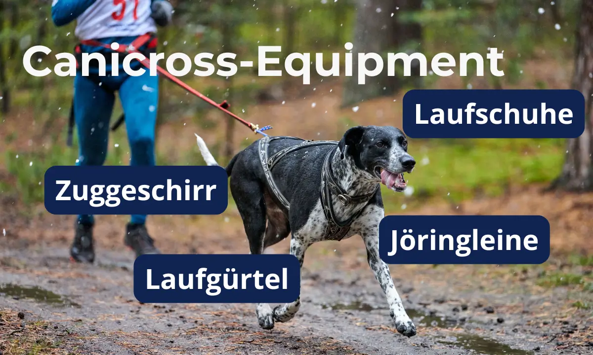 Canicross Equipiment Canva 1200