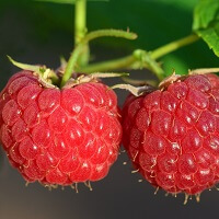 Himbeeren bitte erst nach dem Sport!