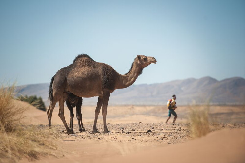 Die 100 besten Fotos vom Marathon des Sables 2016