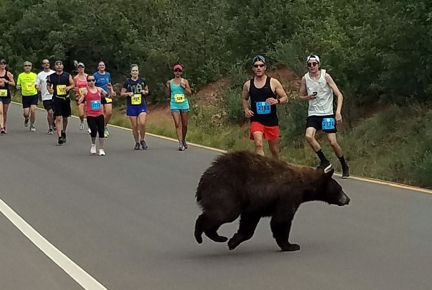 Bär sorgt bei Laufevent für Schock