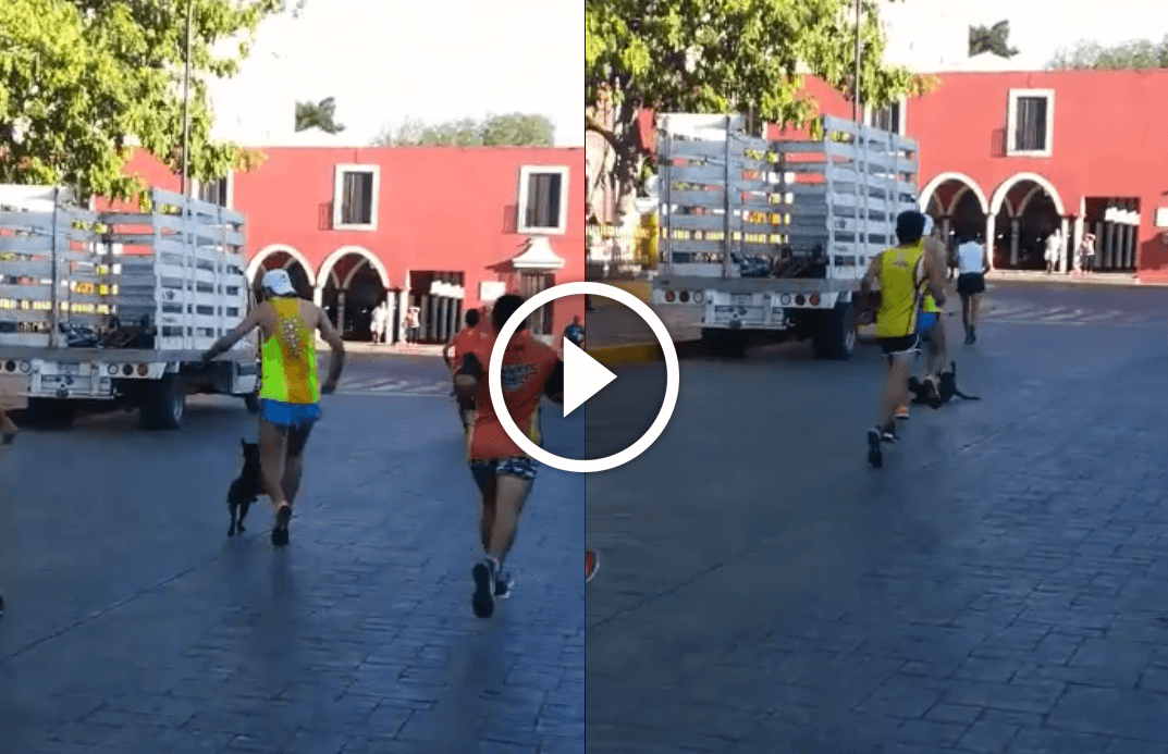 Brutale Attacke: Mann attackiert bei Marathon einen Hund