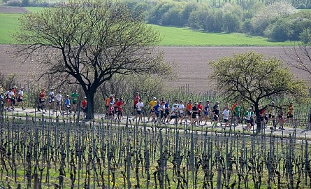Marathon Deutsche Weinstraße