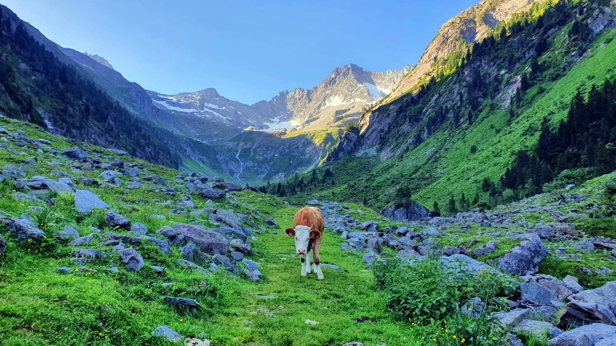 Kuh am Wanderweg