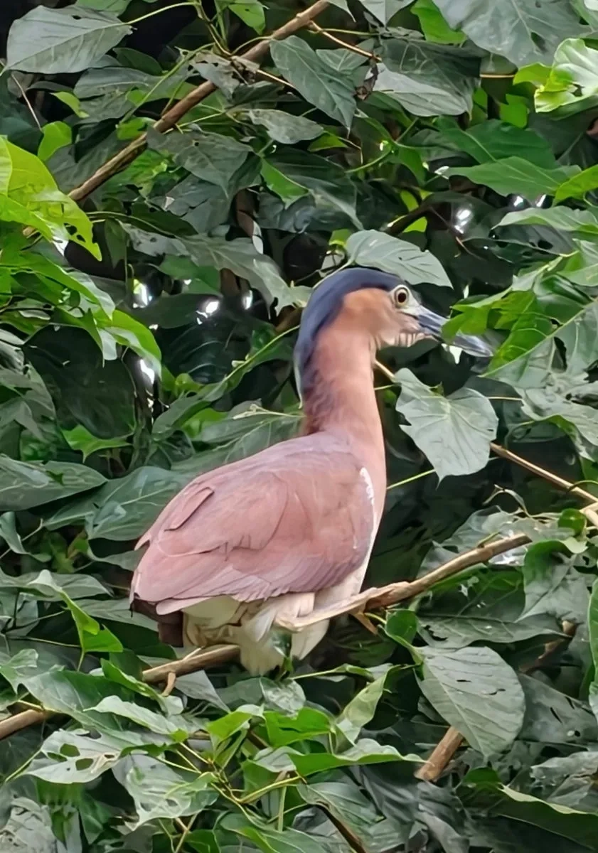Brunei Marathon: 18 seltener Vogel in Brunei