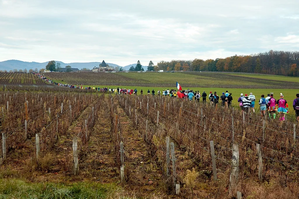Marathon du Beaujolais: Weinberg + Läufer - eine harmonische Verbindung