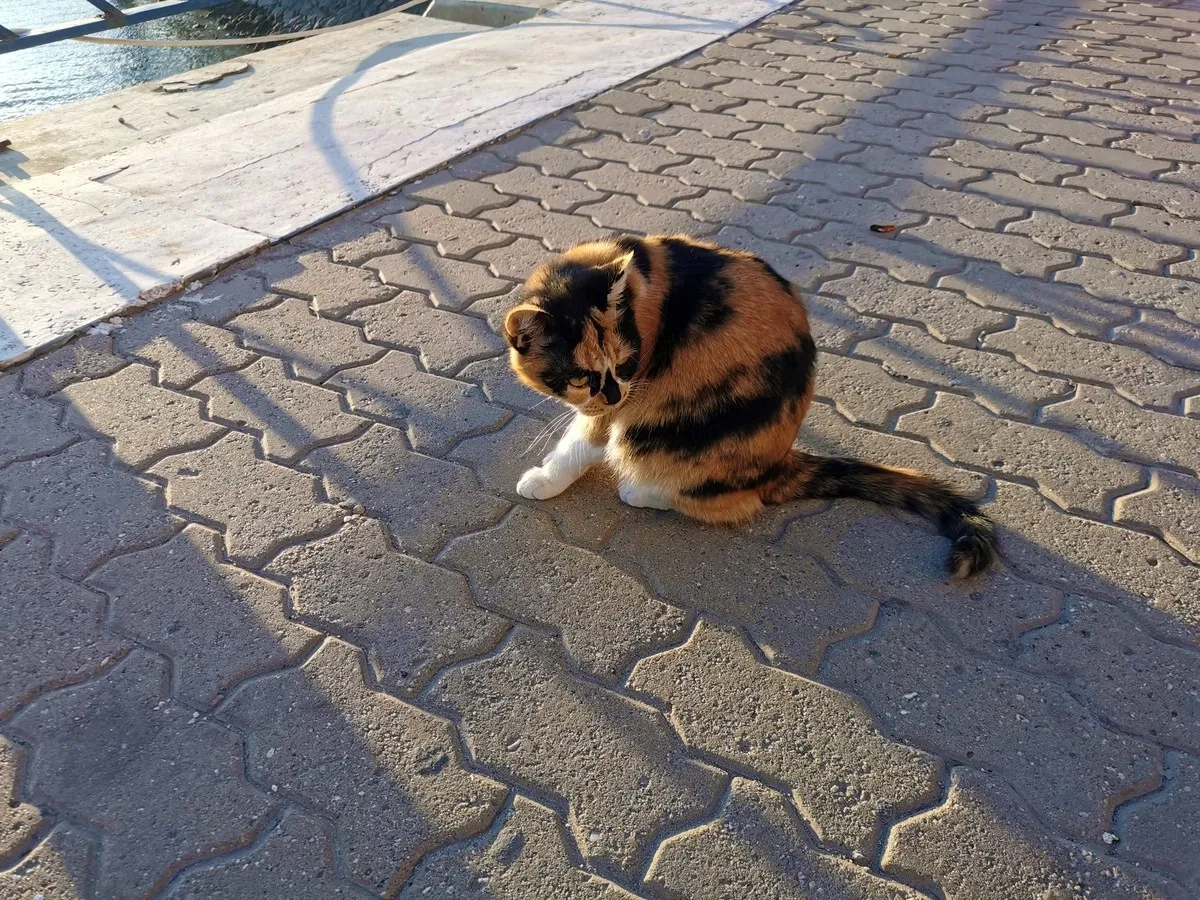 Kuwait Marathon 2024: Futtertteilung mit der Streunerkatze