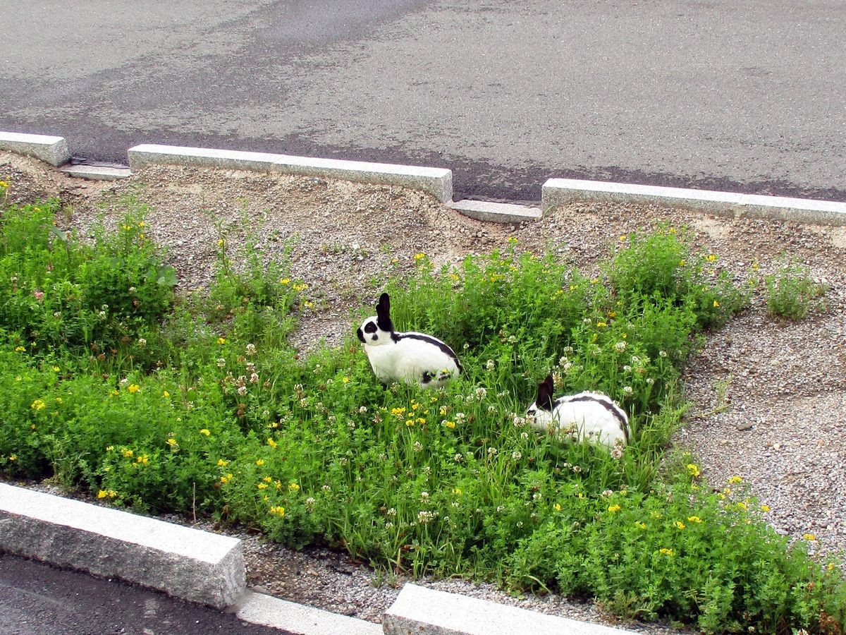 Charity Marathon Schwarzach Im Pongau 35 1624128888