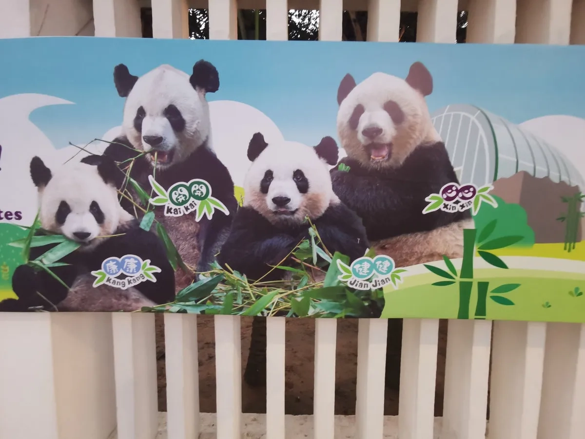 South China Marathon Challenge 12: Panda-Gehege