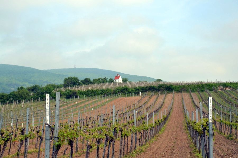 Geländelauf Traiskirchen (C) Veranstalter Geländelauf Traiskirchen (C) Veranstalter