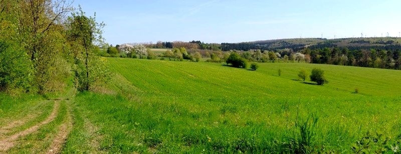 Hamborner Waldlauf, Foto: Veranstalter Hamborner Waldlauf, Foto: Veranstalter