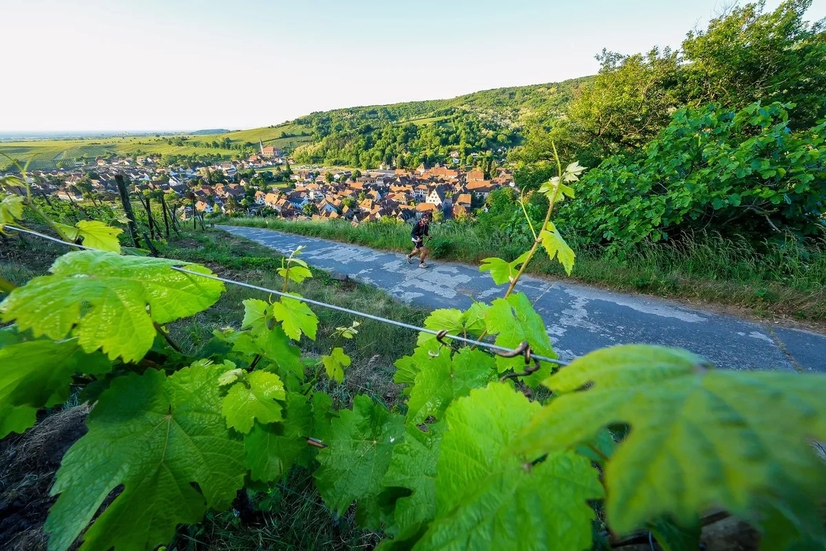 Strecke über die 100 Meilen beim Trail Alsace Grand Est 2025 (Foto © UTMB, Franck Oddoux) Strecke über die 100 Meilen beim Trail Alsace Grand Est 2025 (Foto © UTMB, Franck Oddoux)