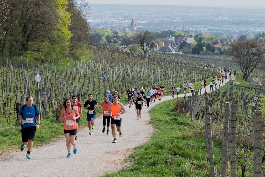 Perchtolsdorfer Weinberglauf (c) Veranstalter Perchtolsdorfer Weinberglauf (c) Veranstalter