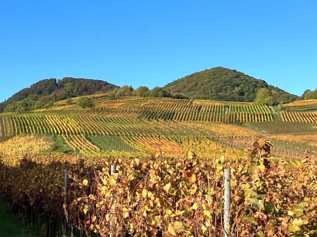 Hohenberg Trail Birkweiler 2022, Foto: © Veranstalter Hohenberg Trail Birkweiler 2022, Foto: © Veranstalter