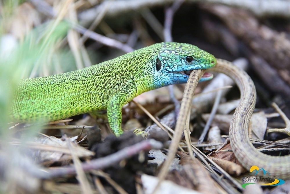 Saucony Paklenica Trail (C) Rolf Majcen Saucony Paklenica Trail (C) Rolf Majcen