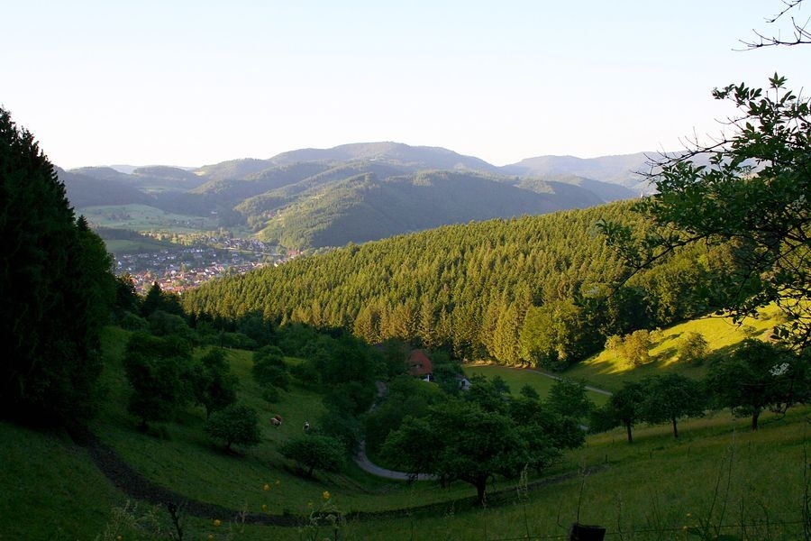 Brandenkopf-Berglauf (C) Veranstalter Brandenkopf-Berglauf (C) Veranstalter