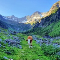 Kuh am Wanderweg