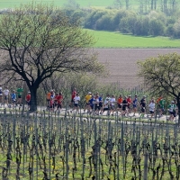 Ergebnisse Marathon Deutsche Weinstraße 2022
