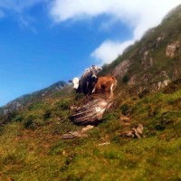 Wandern in den Tuxer Alpen