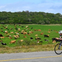 MOOO-VING: An athlete at the 2018 Isuzu IRONMAN 70.3 World Championship passes by a cow pasture located in the Nelson Mandela Bay, South Africa area (Photo by Donald Miralle/Getty Images for IRONMAN)