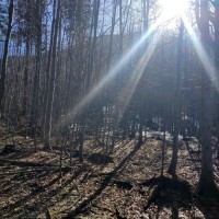 Ötscher via Rauher Kamm 15: Die Orientierung durch den Wald ist im Winter nicht ganz einfach