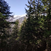 Krummbachstein 20: Langsam aber doch sind Schneeberg und Rax durch den Wald zu sehen